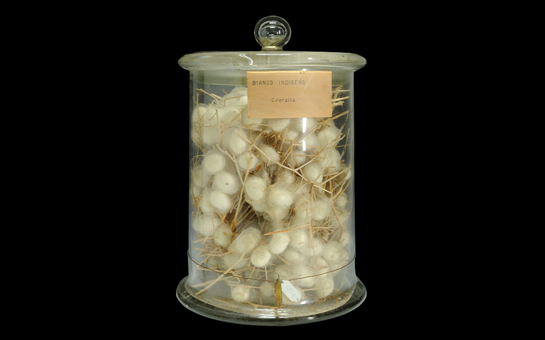 Glass vase with “indigenous white” silk cocoons