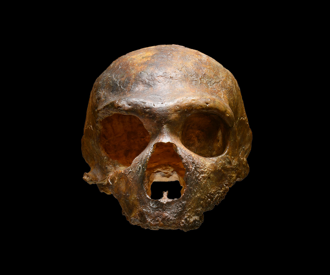 Cranio Neandertaliano Guattari 1