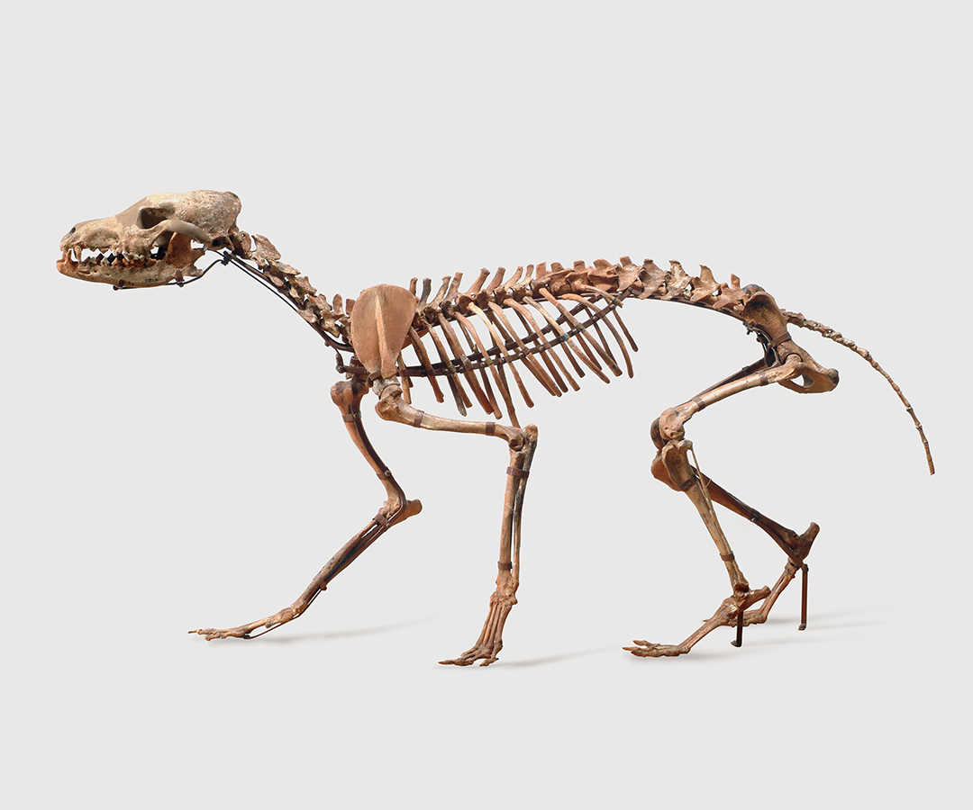 Fig.7 Cynotherium sardous, canide estinto