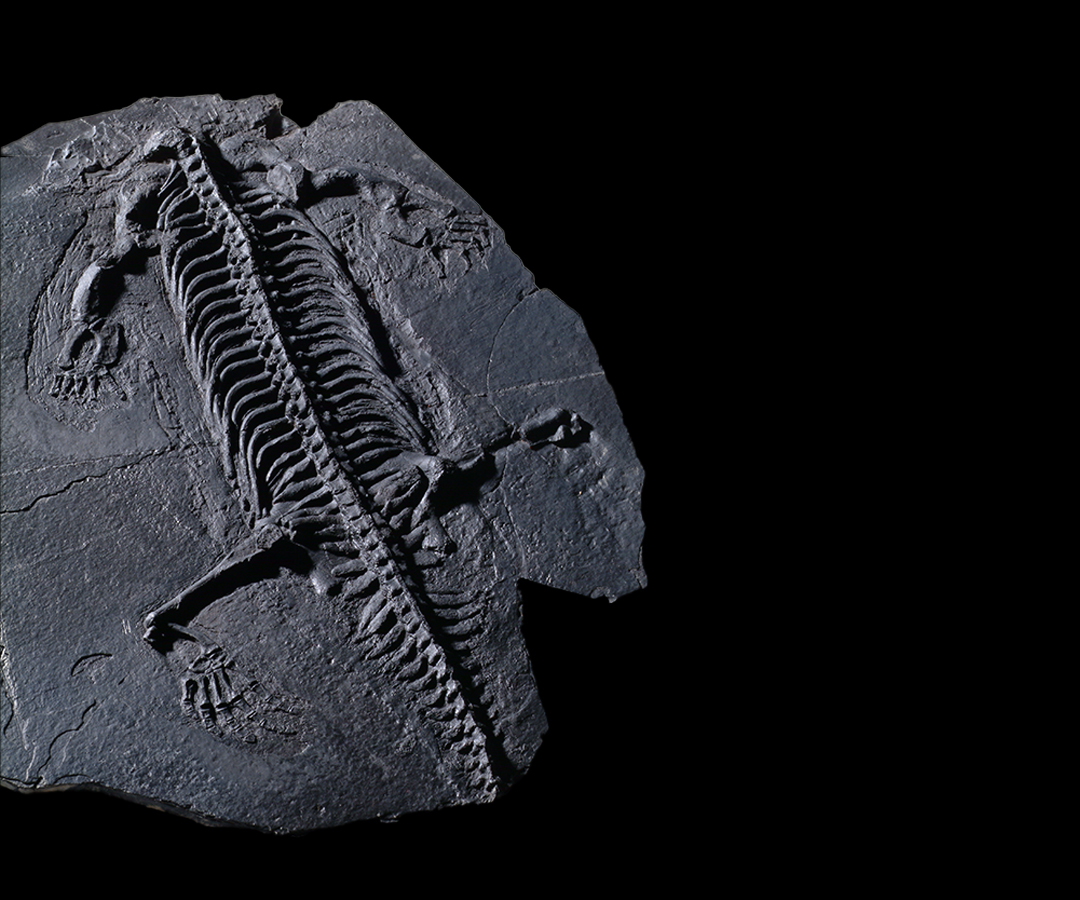 Fig.8 Lariosauro, Rettile anfibio del Triassico lombardo