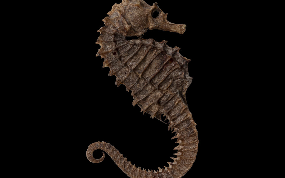 Amuleto con cavalluccio marino essiccato, detto porcellino di San Vito