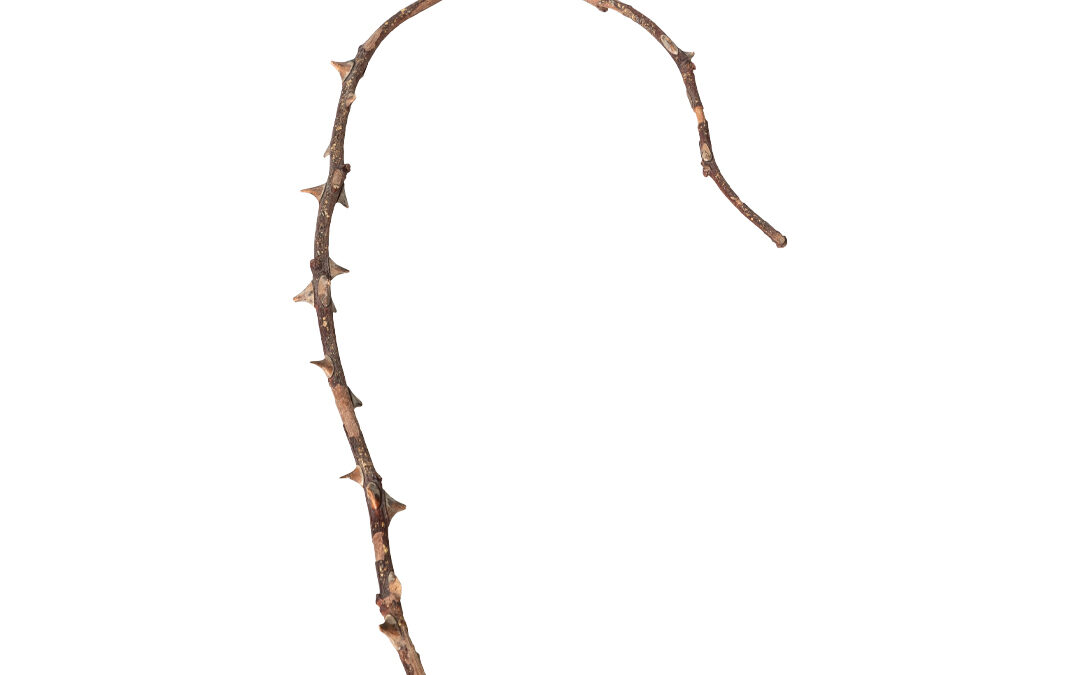 Amulet, thorny twig