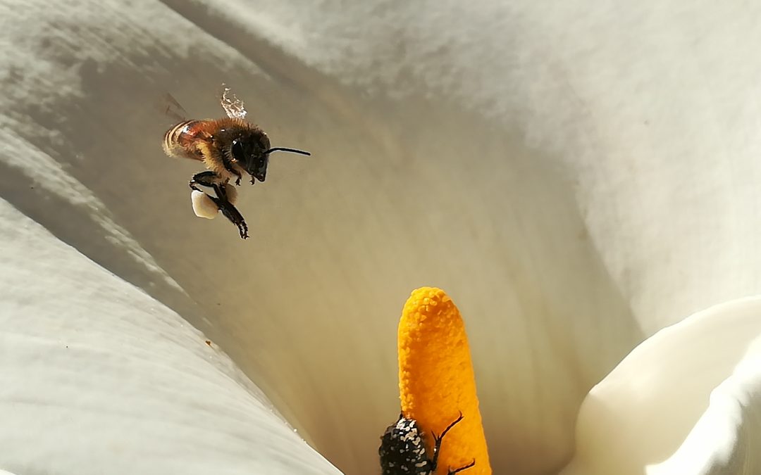 Le api sentinelle dell’ambiente