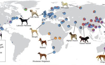 Origine e eredità genetica dei cani preistorici