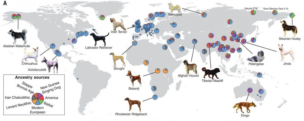 dogs-bfc53d99