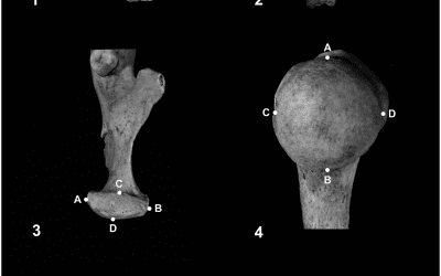 Towards a new osteometric method for sexing ancient cremated human remains