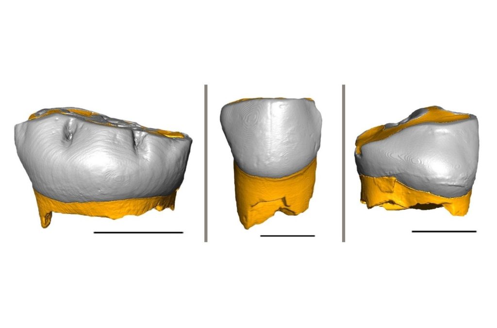 neand Scansione dei tre denti da latte analizzati - Grotta di Fumane, Riparo del Broion, Grotta de Nadale-9da8cbca