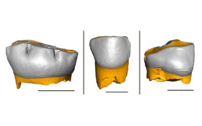 Neandertal come noi